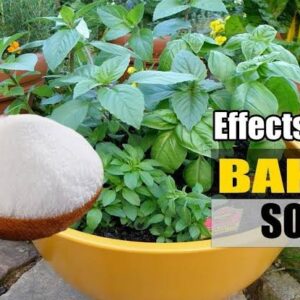 Baking soda formula
